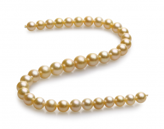 Collar de perlas Mar del Sur de calidad AAA de 10 a 13.5mm en color Oro